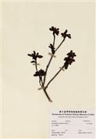 藏品(中原氏杜鵑)的圖片